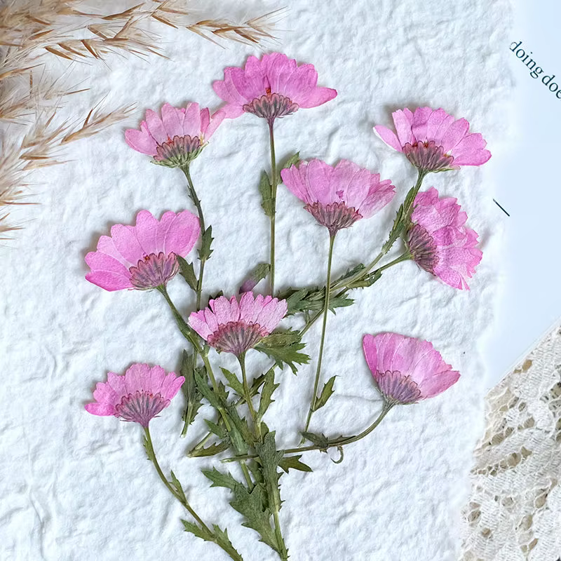 12 pièces, fleurs de chrysanthème séchées