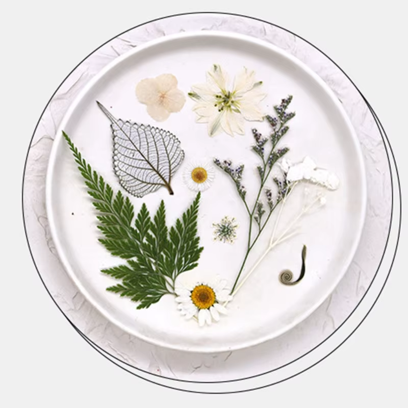 Fleurs séchées pressées pour résine