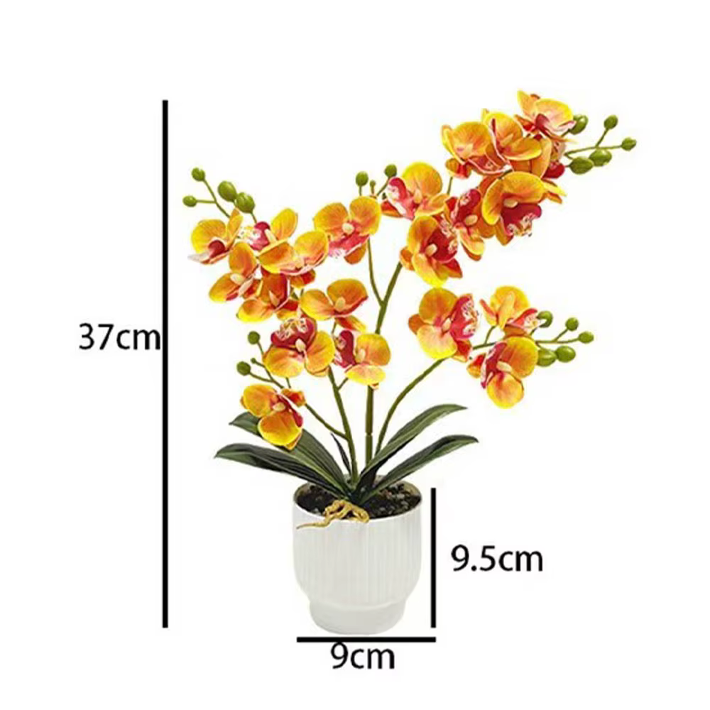 21 plantes en pot d'orchidées papillon