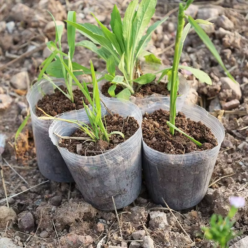 Pot de fleurs Transparent pour plantes