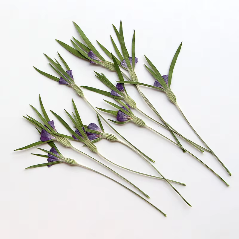 12 pièces, fleurs séchées naturelles d'Agrostemma Githigo pressées