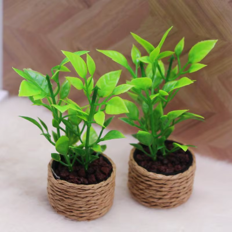 Mini arbre à oranges en pot