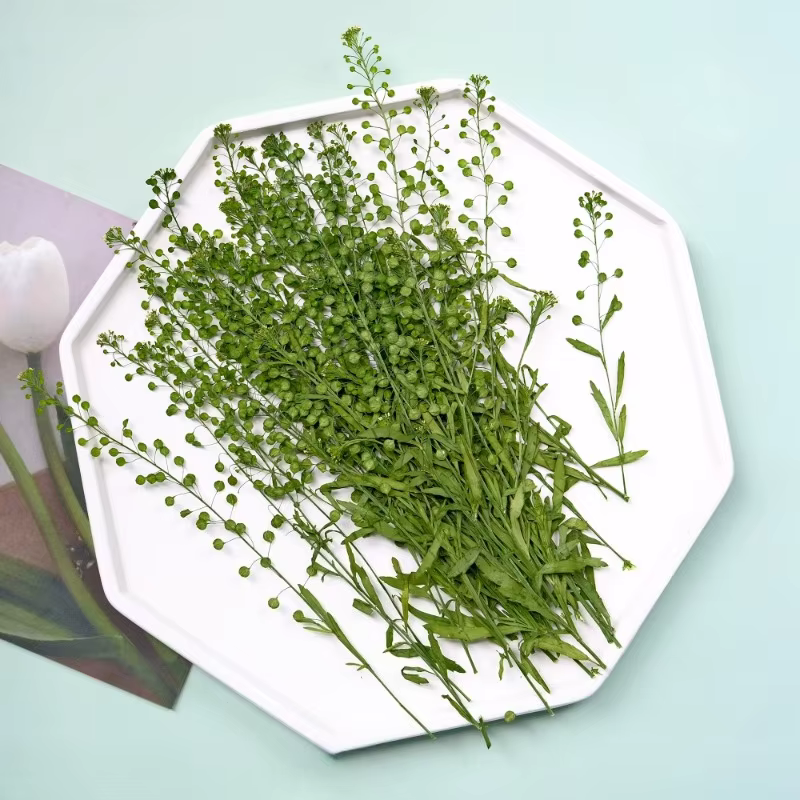 12 pièces, fleur pressée véritable lépidium et cloche verte herbe fleurs séchées bricolage cadre Photo/cartes/bougies/coques de téléphone/fournitures artisanales en résine