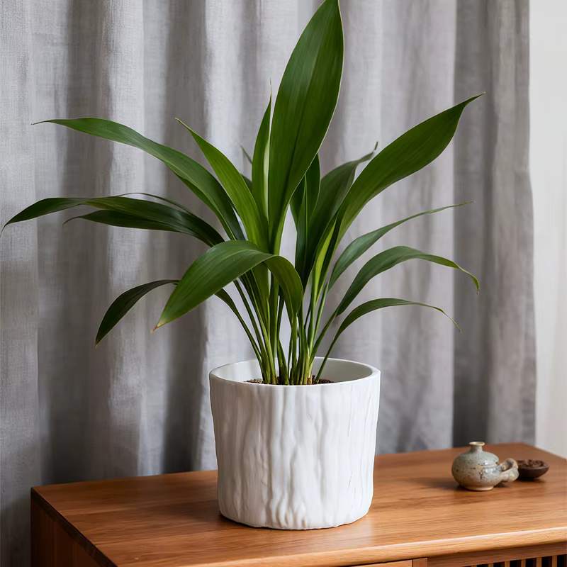 Petites Pots de fleurs pour plantes vertes