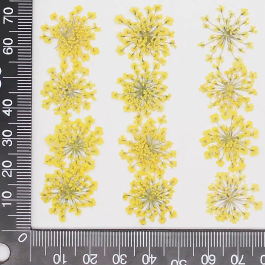 Fleurs séchées Ammi Majus pour bijoux