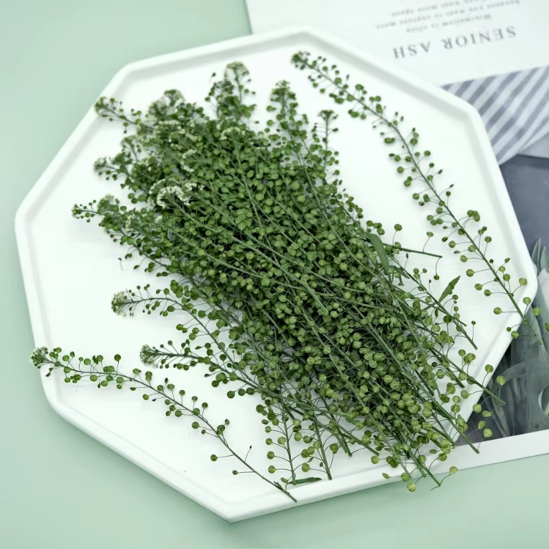 12 pièces, fleur pressée véritable lépidium et cloche verte herbe fleurs séchées bricolage cadre Photo/cartes/bougies/coques de téléphone/fournitures artisanales en résine