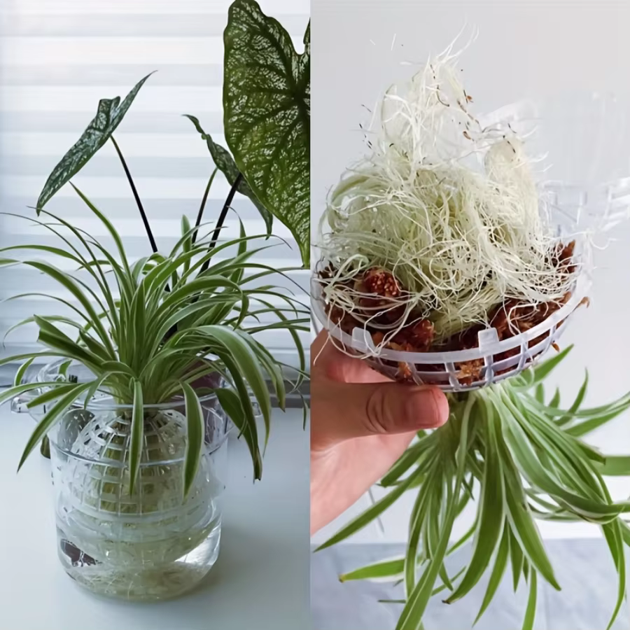 Ensemble de pots à fleurs en plastique à fixer au mur - spécialement conçus pour les orchidées succulentes et adaptés à la suspension comme pot de plante verte