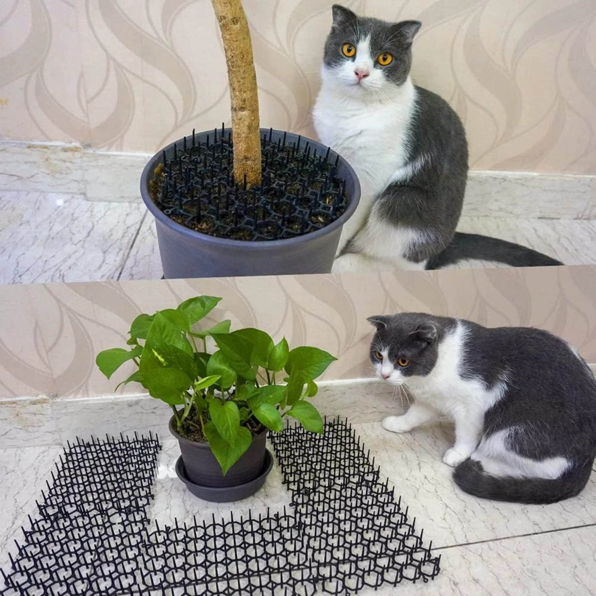 Tapis anti-chats avec pointes pour potager