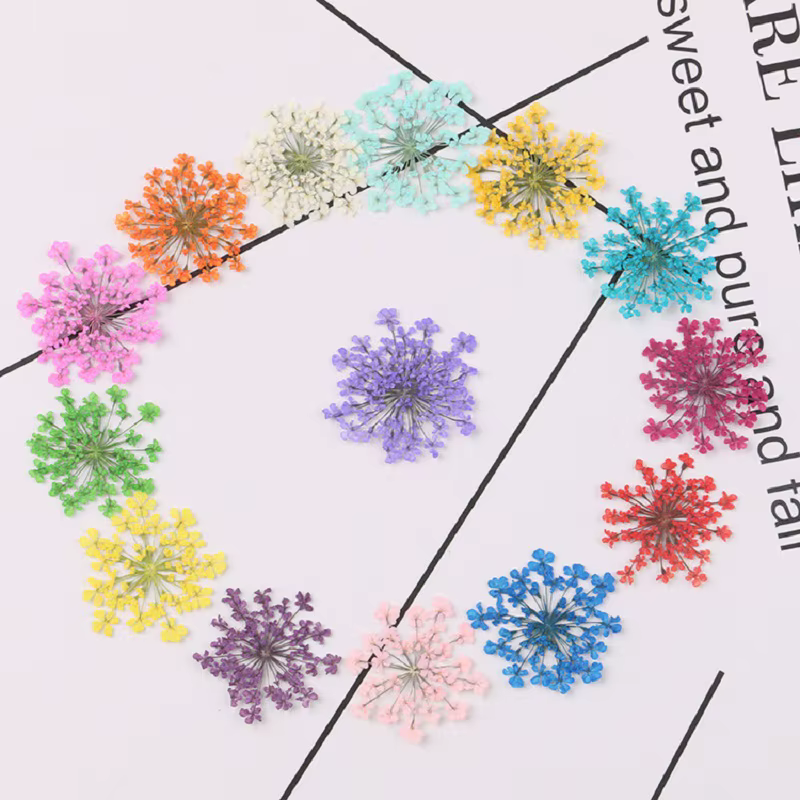 100 pièces pressées séchées 15-20mm Ammi Majus fleurs plante herbier pour bijoux carte postale
