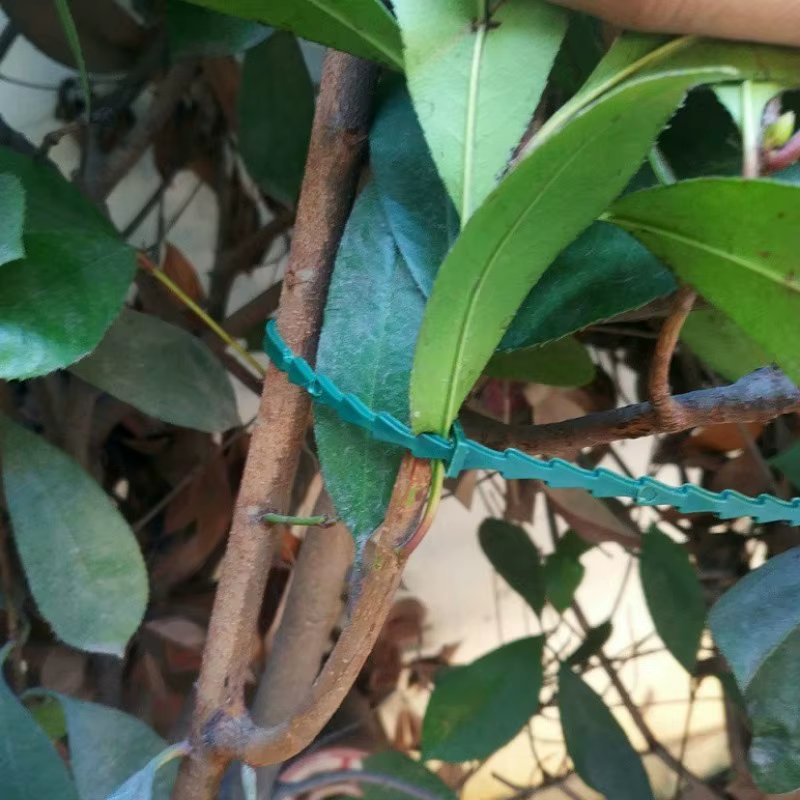 Attaches de câble réglables en plastique pour plantes