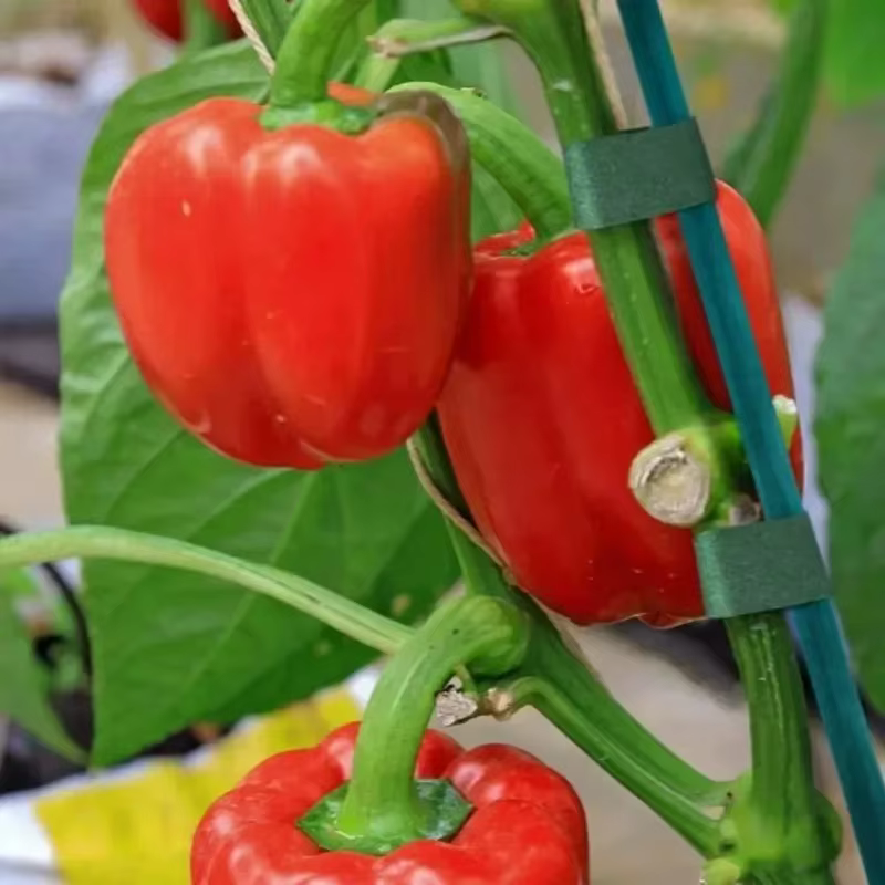 Bâtons de Support pour plantes