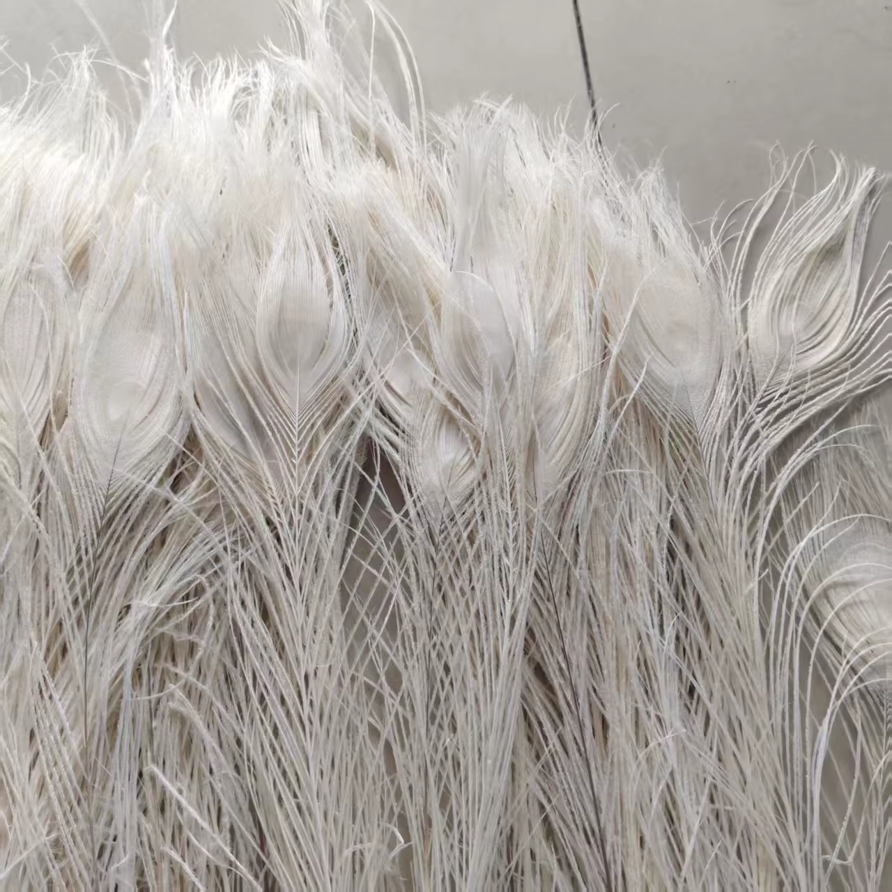 Vente en gros! Belles plumes d'oeil de paon blanc