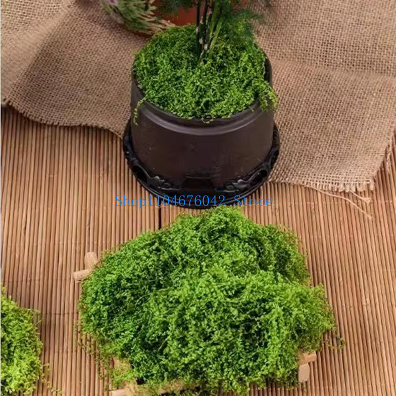 Fausse mousse 5asd pour plante en pot