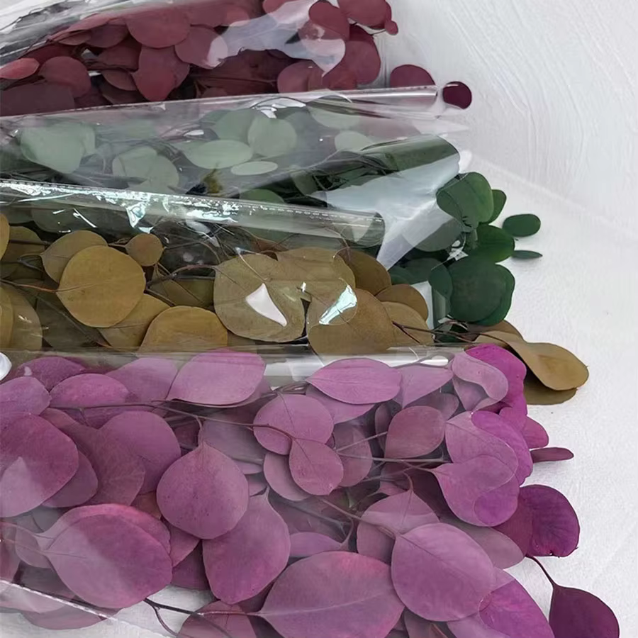 Feuilles rondes d'eucalyptus pour la décoration intérieure
