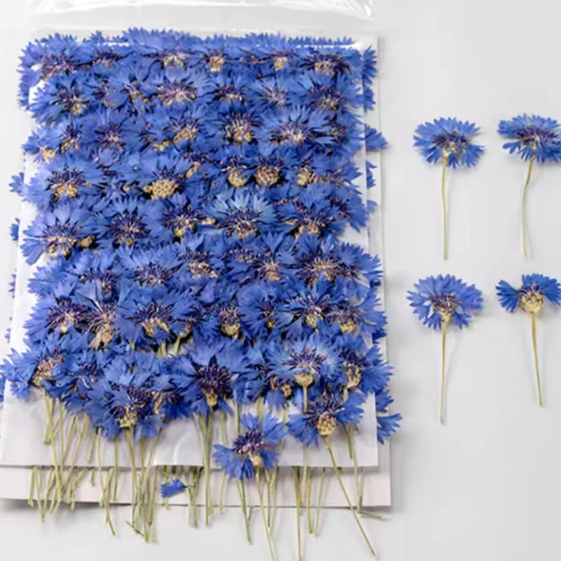 12 pièces, Branches de bleuet séchées