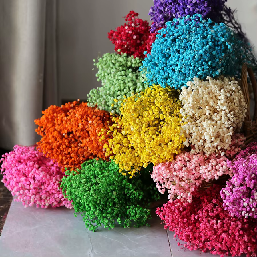 Fleurs d'haleine de bébé conservées de qualité