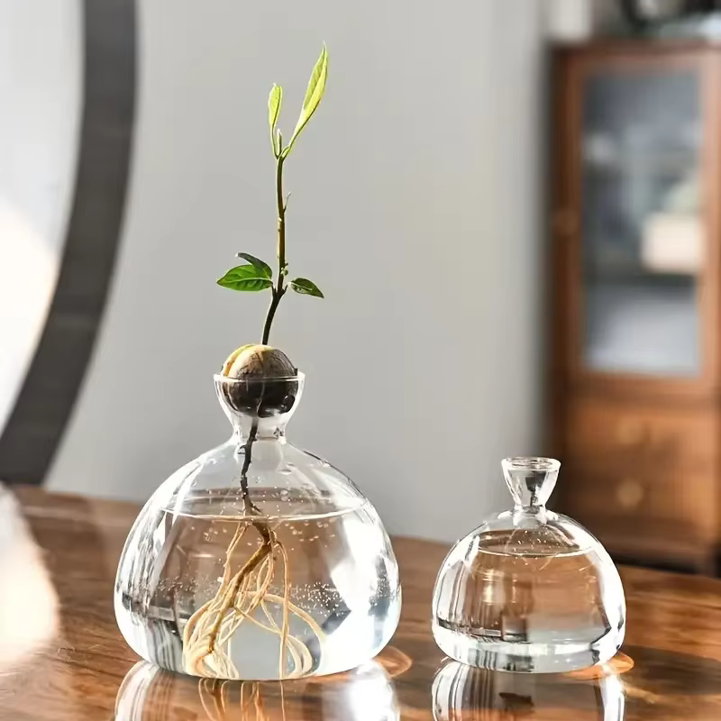 Vase d'avocat pour culture d'ampoule en verre