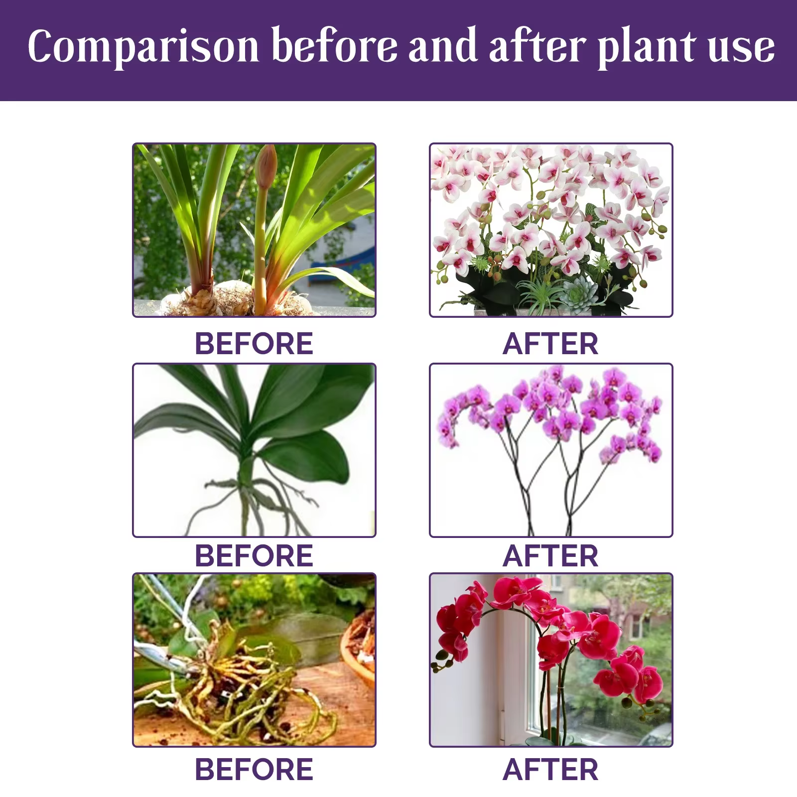 Engrais liquide spécial pour fleurs d'orchidées