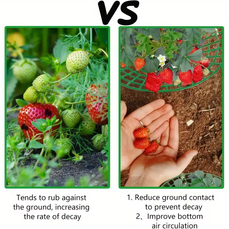 Supports pour plantes de fraises avec trois pieds robustes