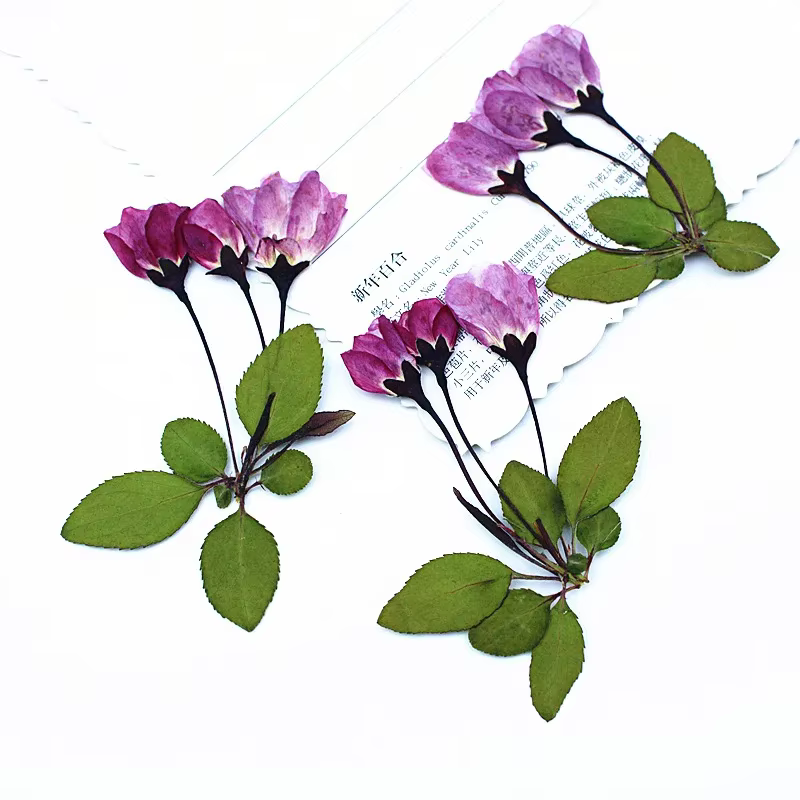 12 Pièces de Fleurs Séchées de Bégonia avec Feuilles pour Remplissage de Moules en Résine Époxy DIY