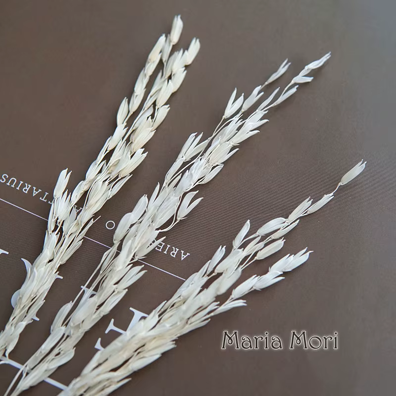 Fleurs naturelles séchées teintes en maïs