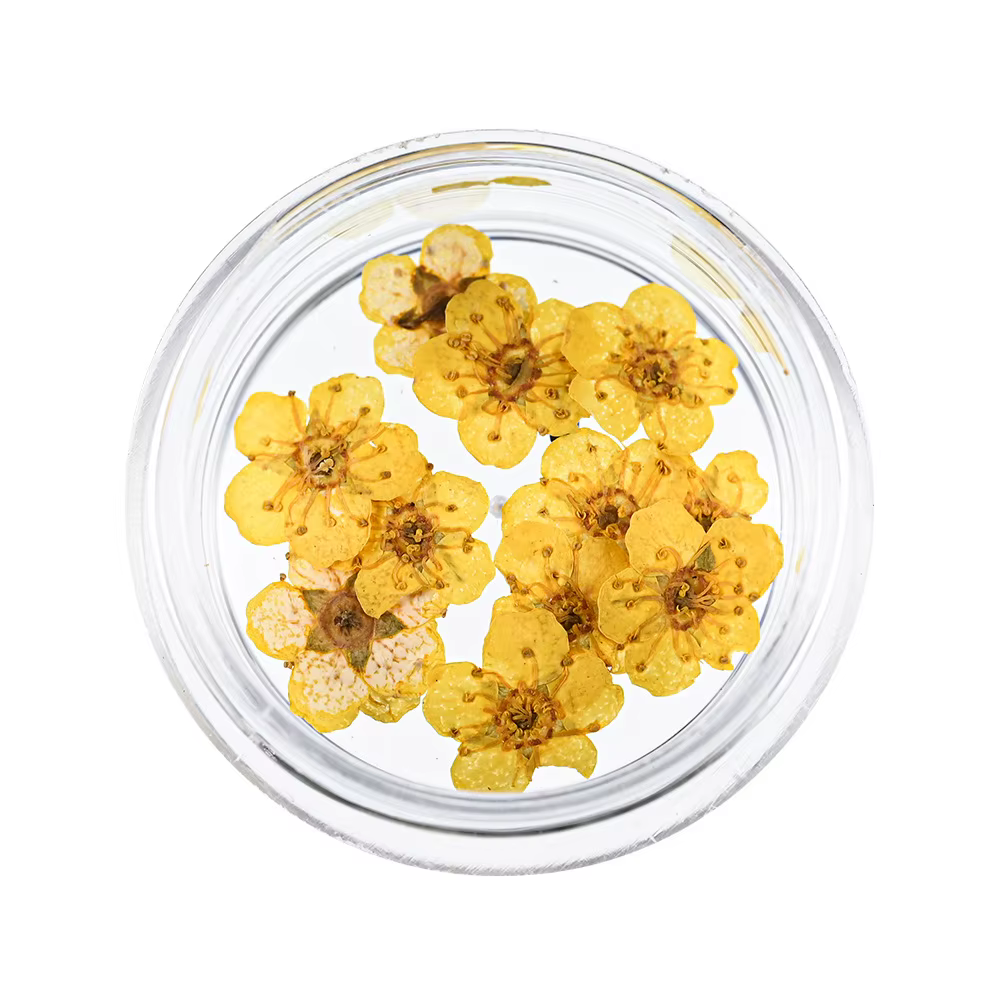 Petites fleurs séchées narciques