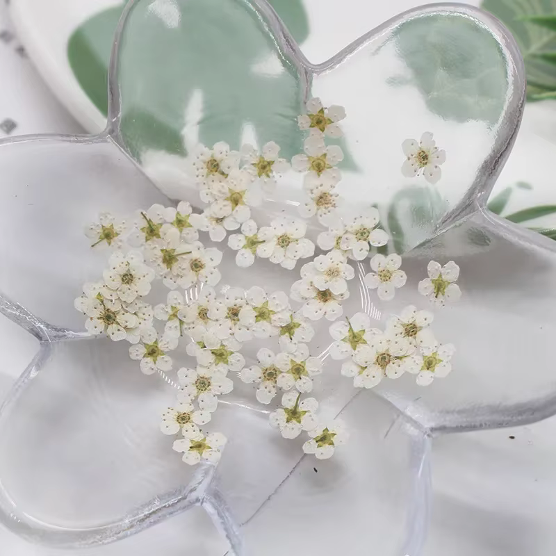 Mini PMurcia vaccé Narcisse Jonquilla Fleur Plante