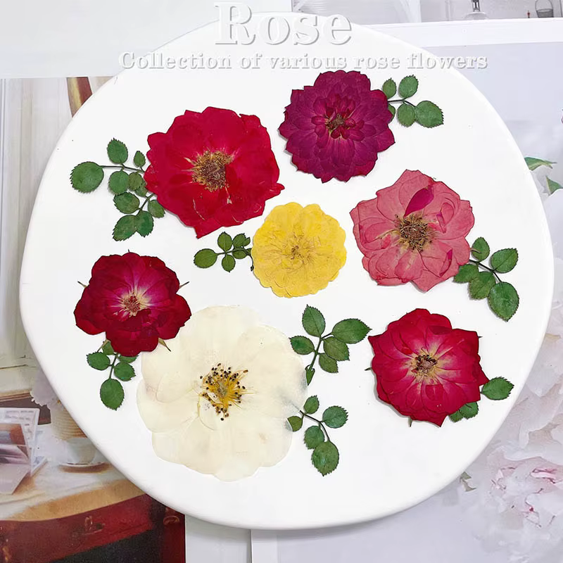60 pièces pressées séchées rouge jaune Rose