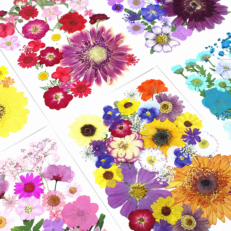 Marguerites Gerbera pressées multicolores