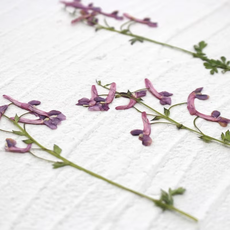 Fleurs séchées pressées de plantes sauvages naturelles pour DIY