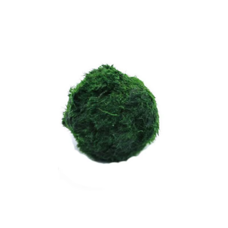 NOUVEAUTÉ! Boules de mousse Marimo de 3-4 cm