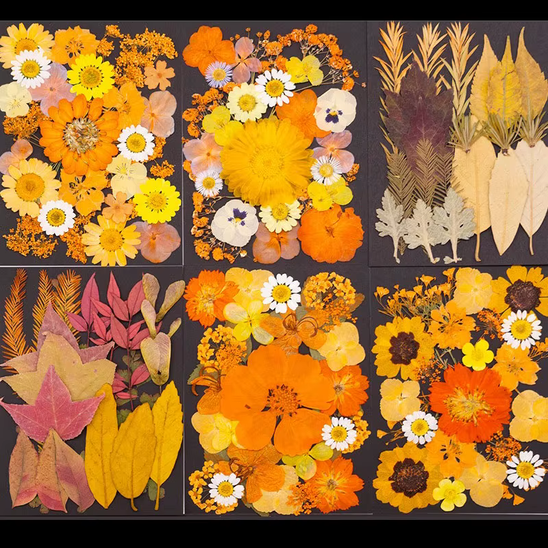 Série Orange fleurs pressées séchées mélangées pour bricolage