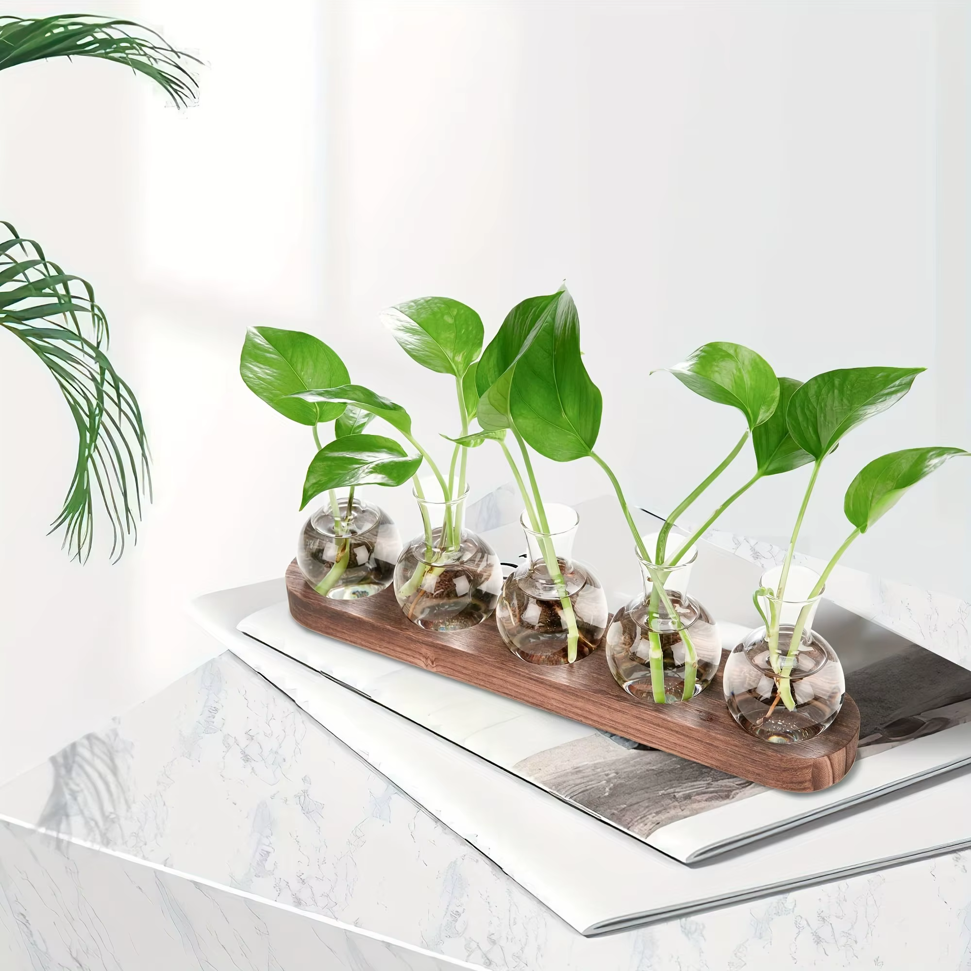 Terrarium en verre pour plantes avec plateau en bois – Pour vase hydroponique d'épandation intérieure