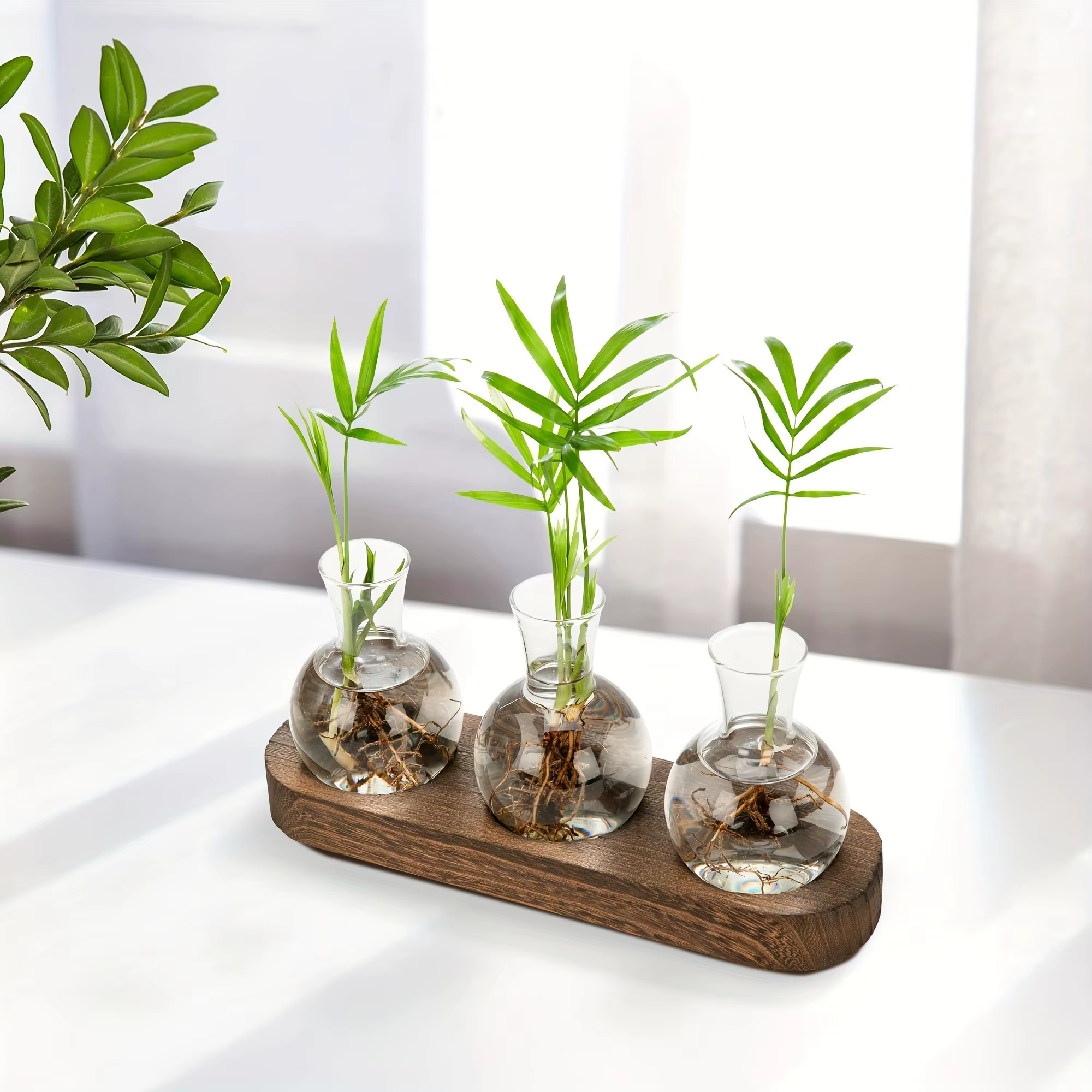 Terrarium en verre pour plantes avec plateau en bois – Pour vase hydroponique d'épandation intérieure