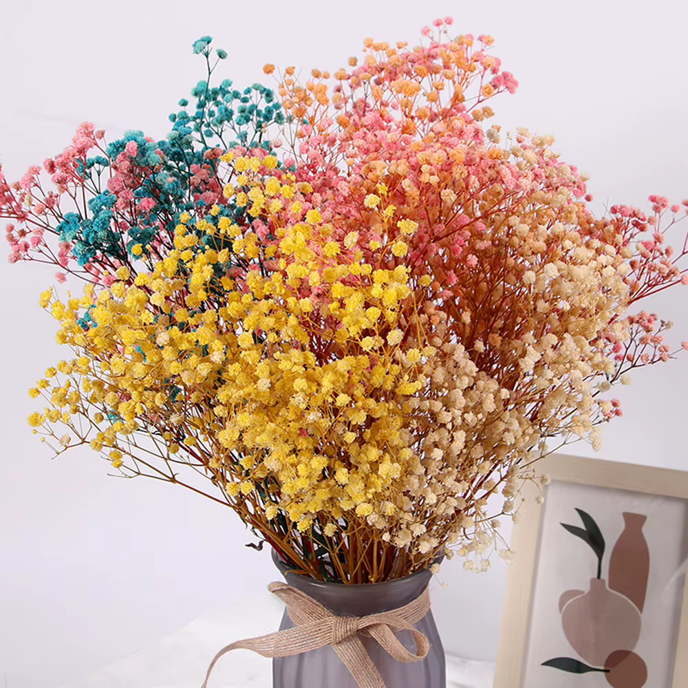Bouquet de fleurs de gypsophile séchées naturelles