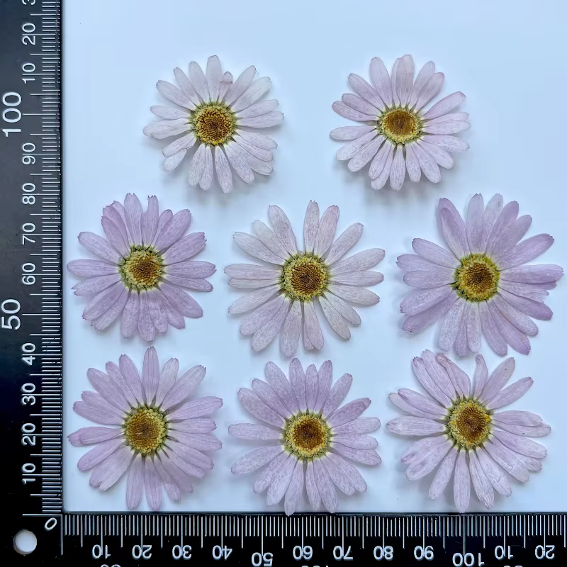 8 pièces, fleurs pressées séchées de marguerite | Marque-page de décoration de visage