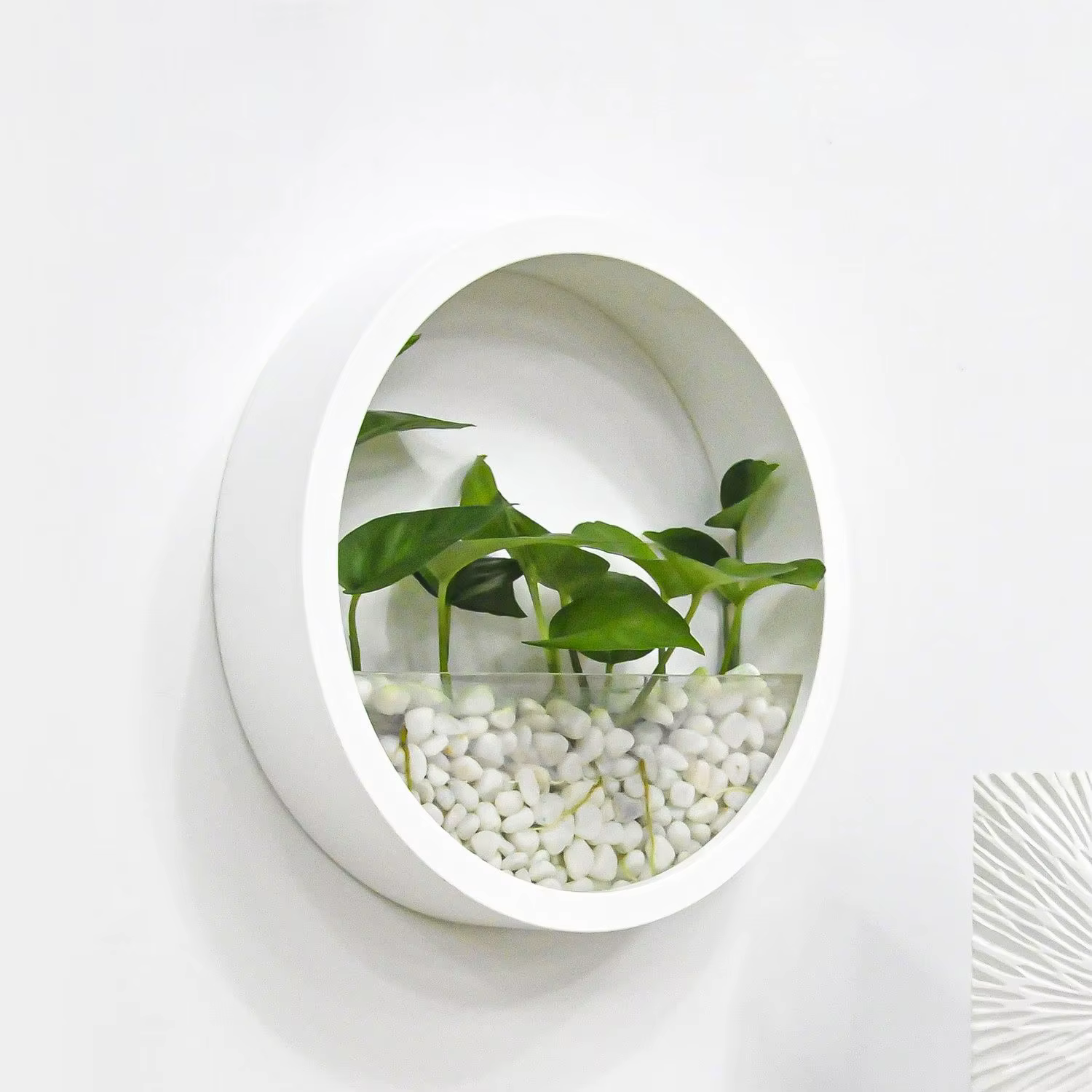 Vase rond mural pour plantes succulentes