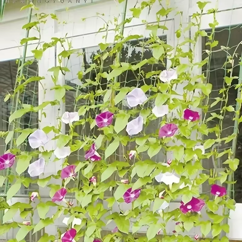 Filet d'escalade pour plantes de jardin