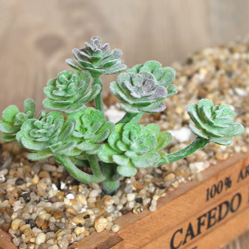 Plante succulente artificielle en plastique