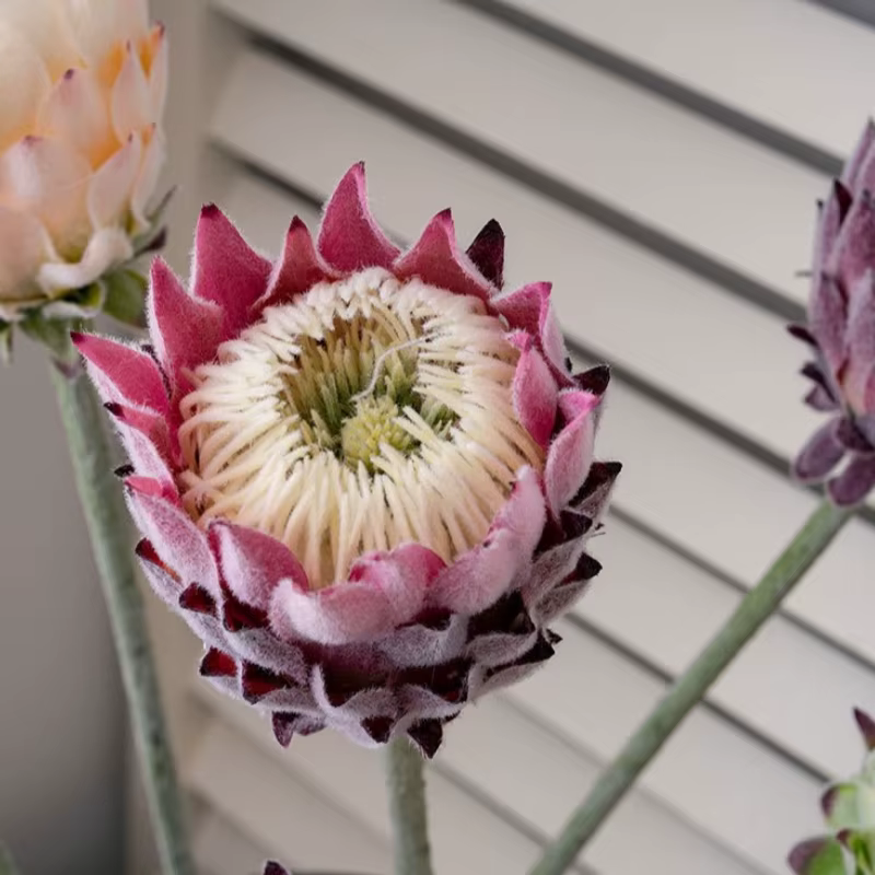 Fleur artificielle King Protea à cheveux longs de 61CM
