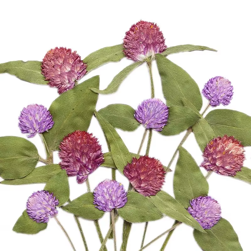 Fleurs Gomphrena séchées pressées naturelles