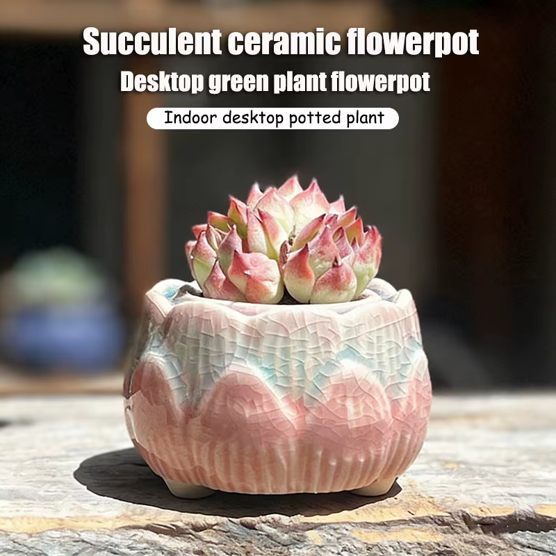 Pot à fleurs en céramique pour plantes succulentes