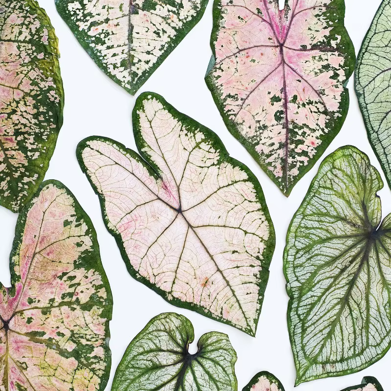 1 pièce, Feuillage de Caladium pressé véritable