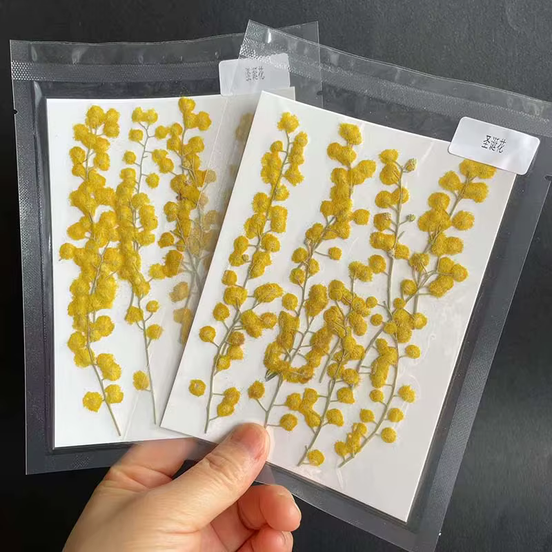 Fleurs séchées naturelles pressées de 3 à 8 cm