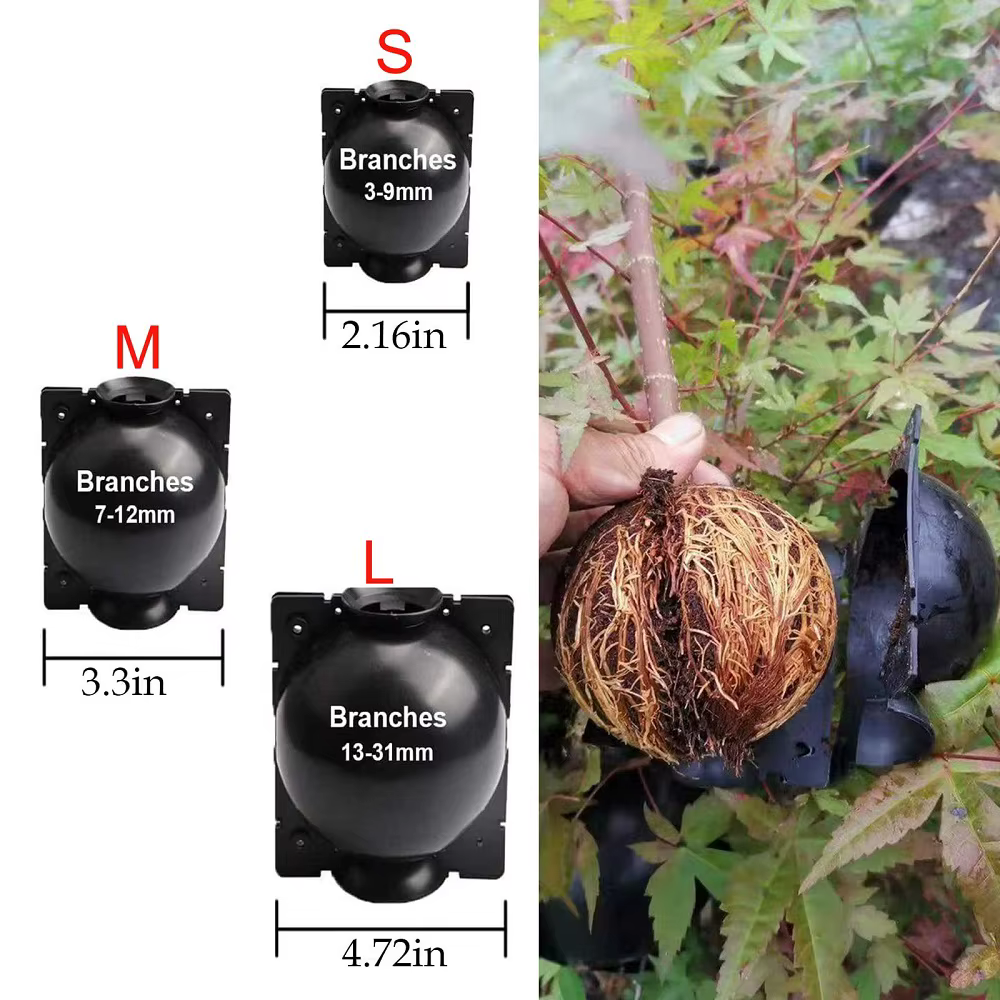 5 pièces de boules de propagation de plantes