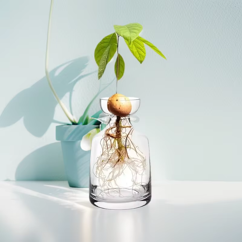Vase de démarrage de graines d'avocat quatre pièces - Créez votre propre arbre
