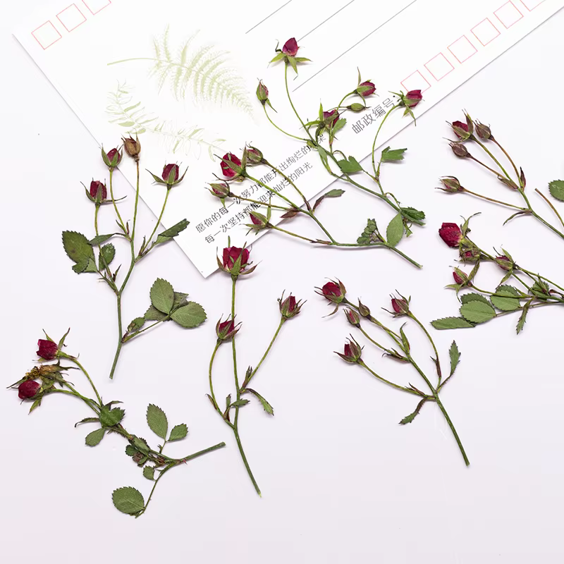 12 pièces, Branches de roses séchées à bourgeons multiples
