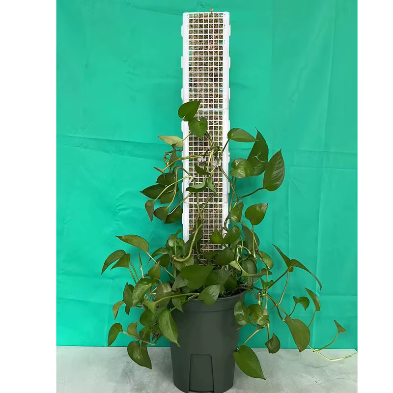Cadre d'escalade pour plante