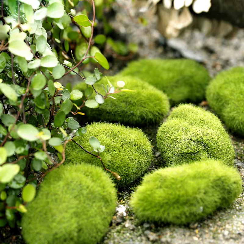 Plantes de mousse d'herbe artificielle verte