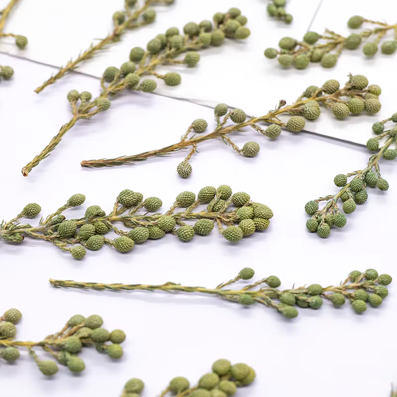 12 pièces, fleurs de corail vert naturel séchées et pressées